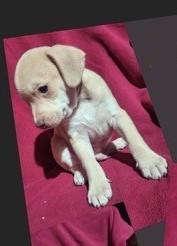 Enlarge NAPPER, a ADOPTABLE mixed breed in fort worth, TX image 5/6