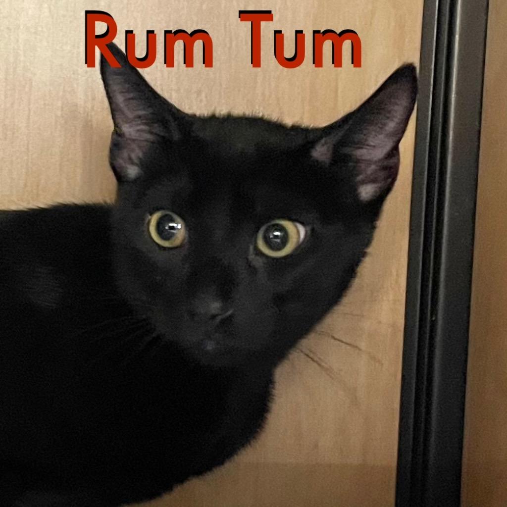 Rumpus (and Rum Tum), Adoptable, Kitten Male Domestic Short Hair.