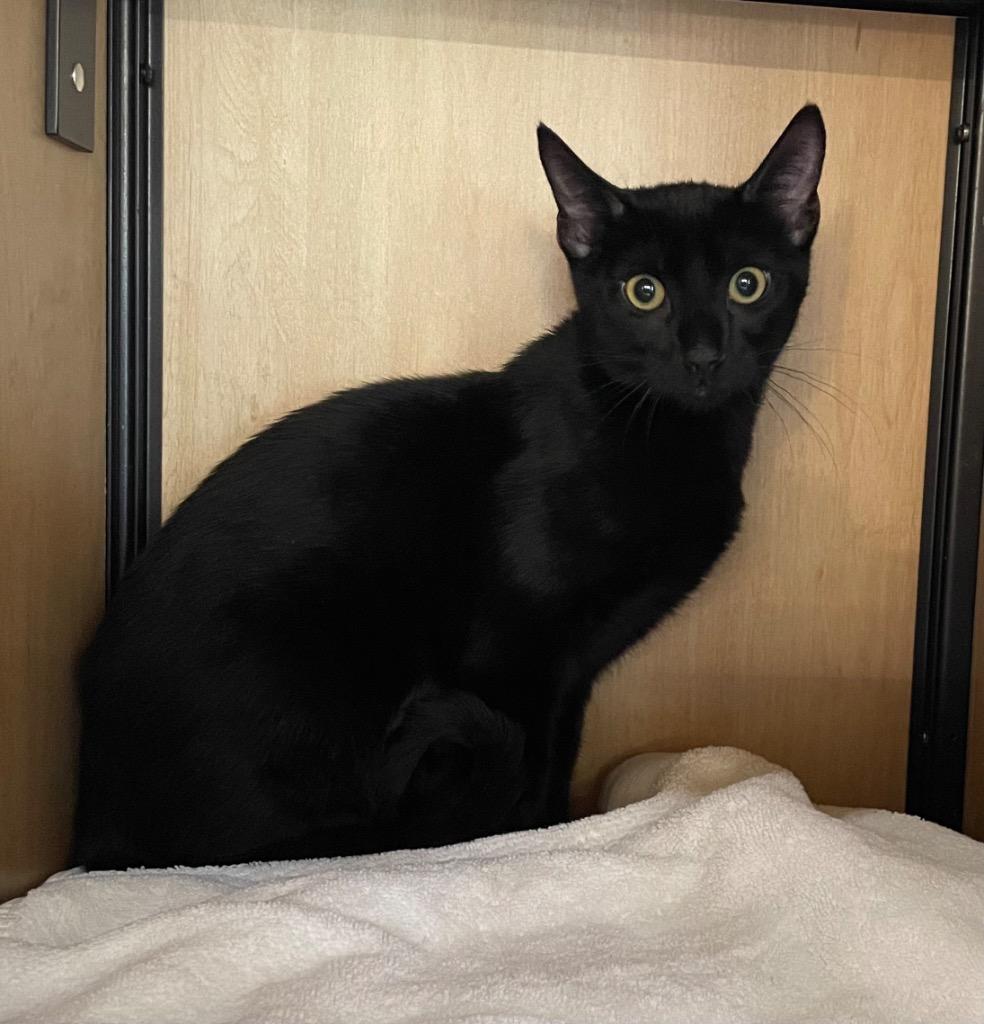 Enlarge Rumpus (and Rum Tum), a Adoptable mixed breed in New York, NY image 6/6