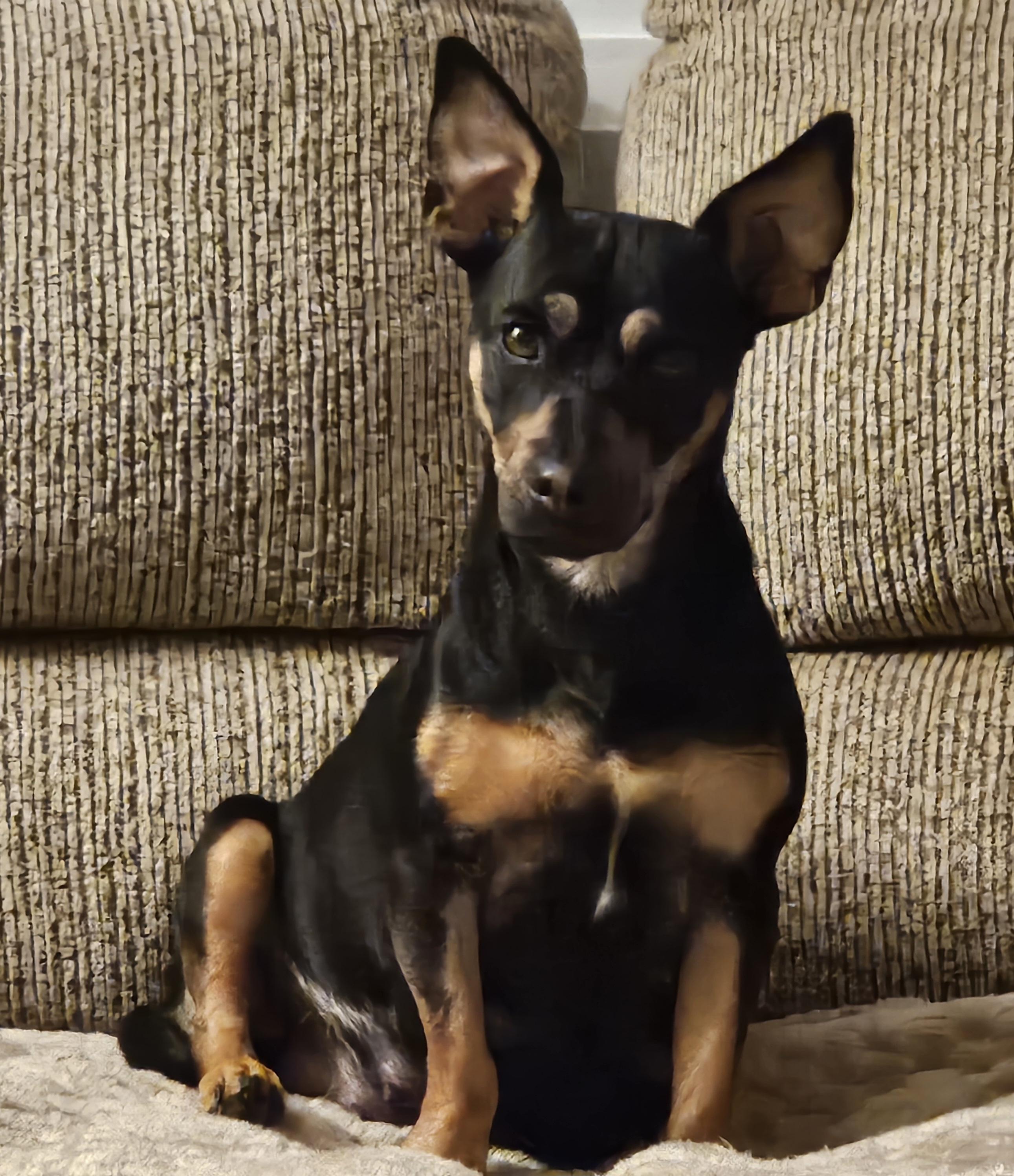 Clarice, a ADOPTABLE mixed breed in Galt, CA image 2/5