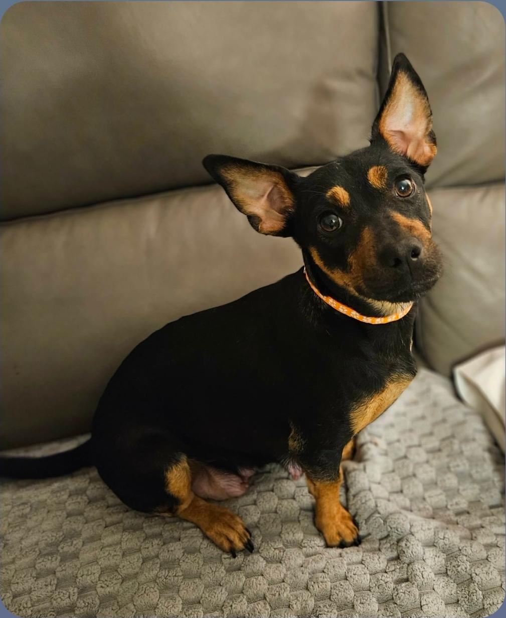 Clarice, a ADOPTABLE mixed breed in Galt, CA image 5/5