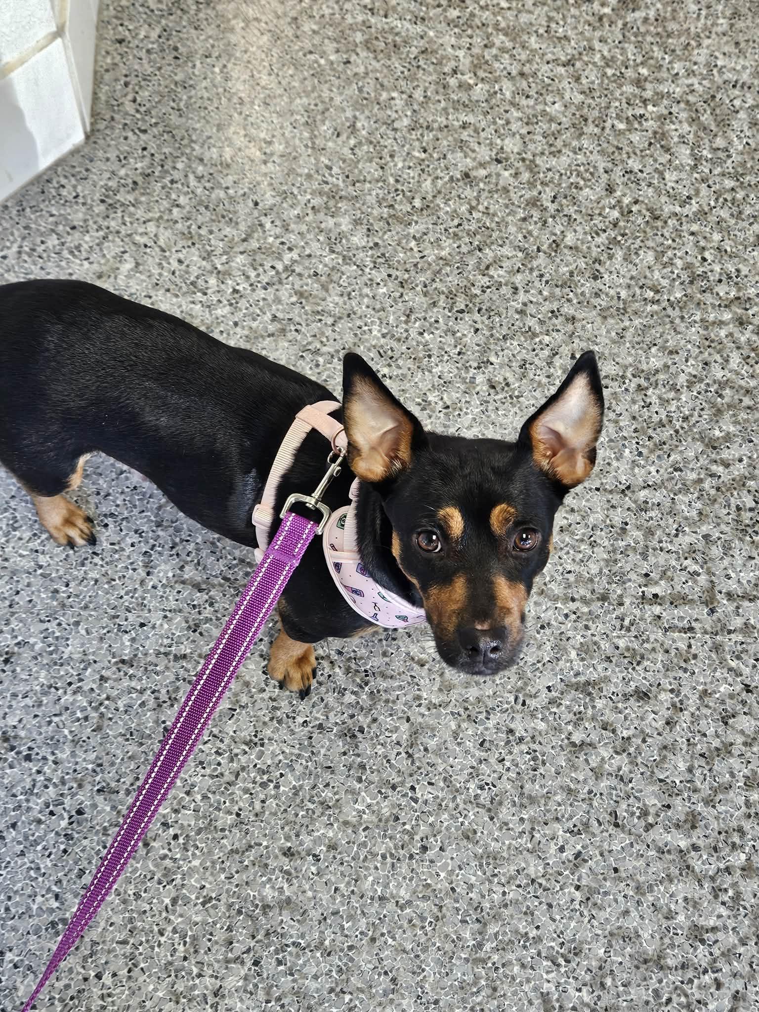 Clarice, a ADOPTABLE mixed breed in Galt, CA image 1/5