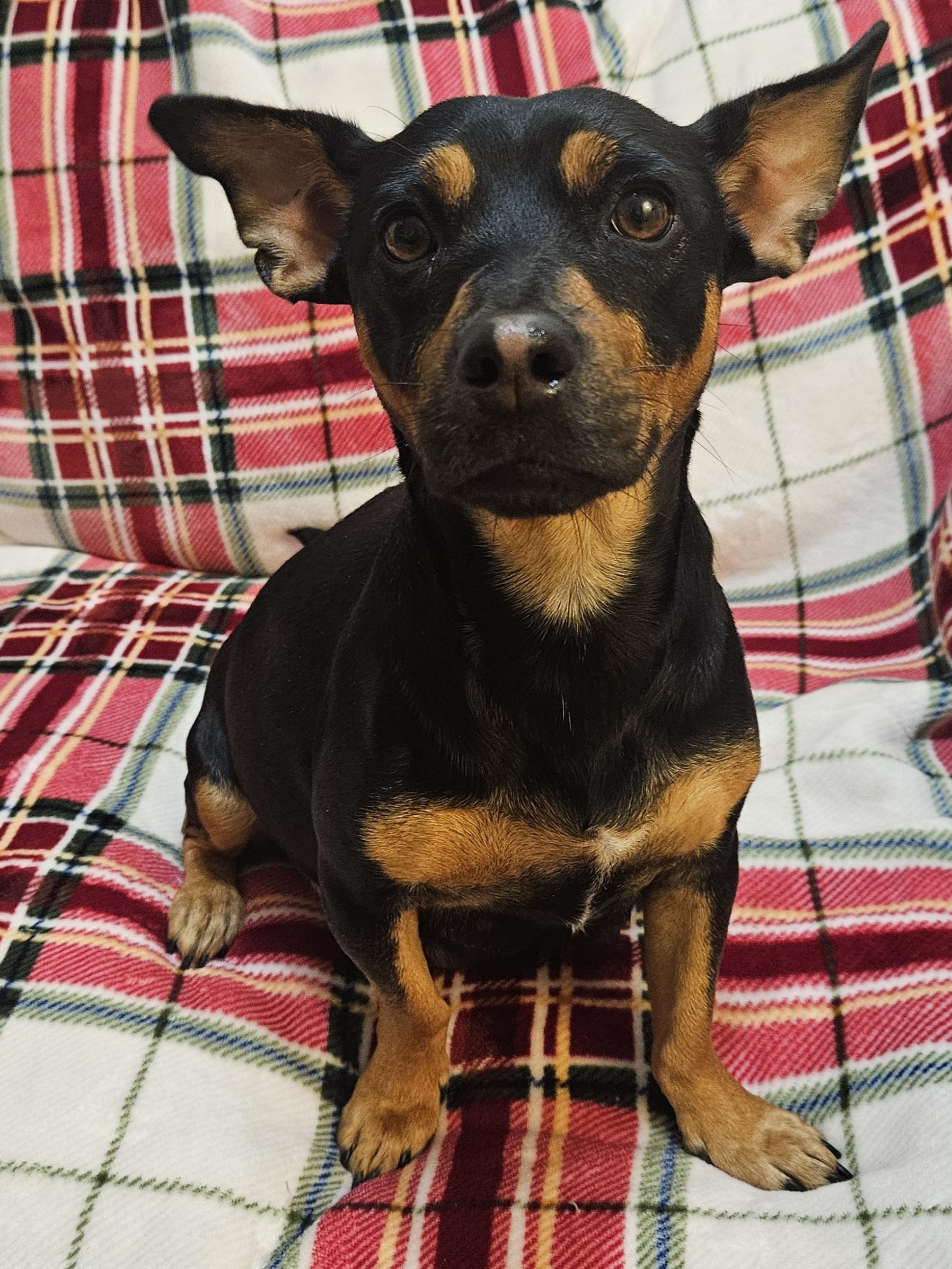 Clarice, a ADOPTABLE mixed breed in Galt, CA image 4/5