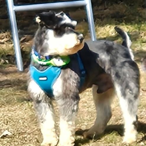 Roscoe, Adult Male unknown