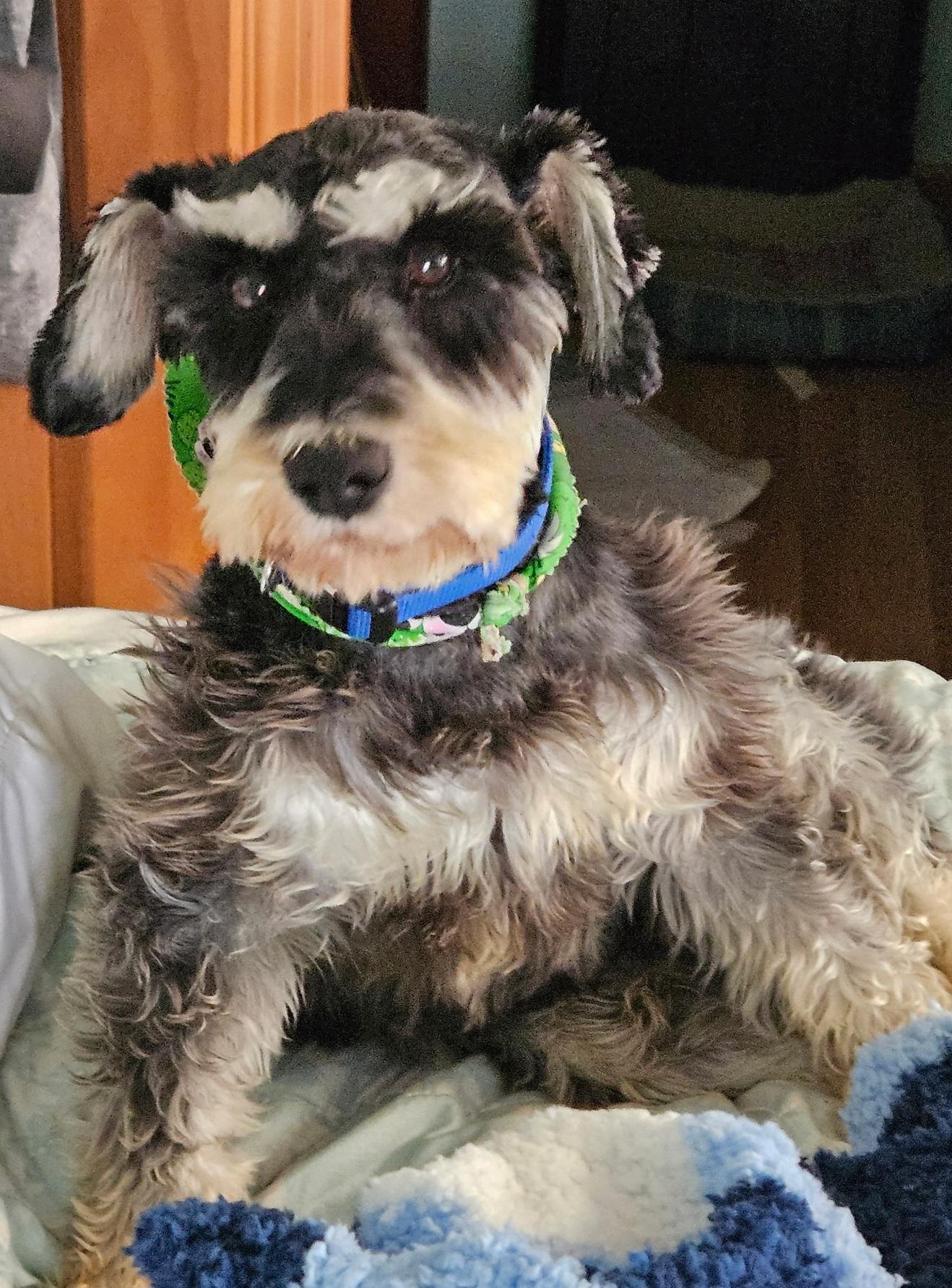 Roscoe, a Adoptable Schnauzer in Maumee, OH image 2/4