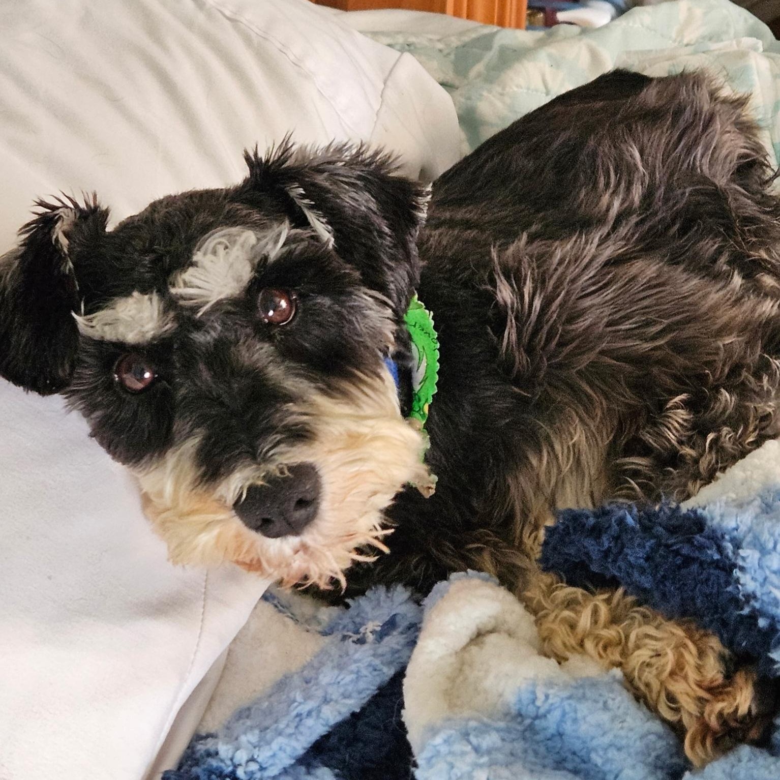Roscoe, an adoptable Schnauzer in Maumee, OH, 43537 | Photo Image 3