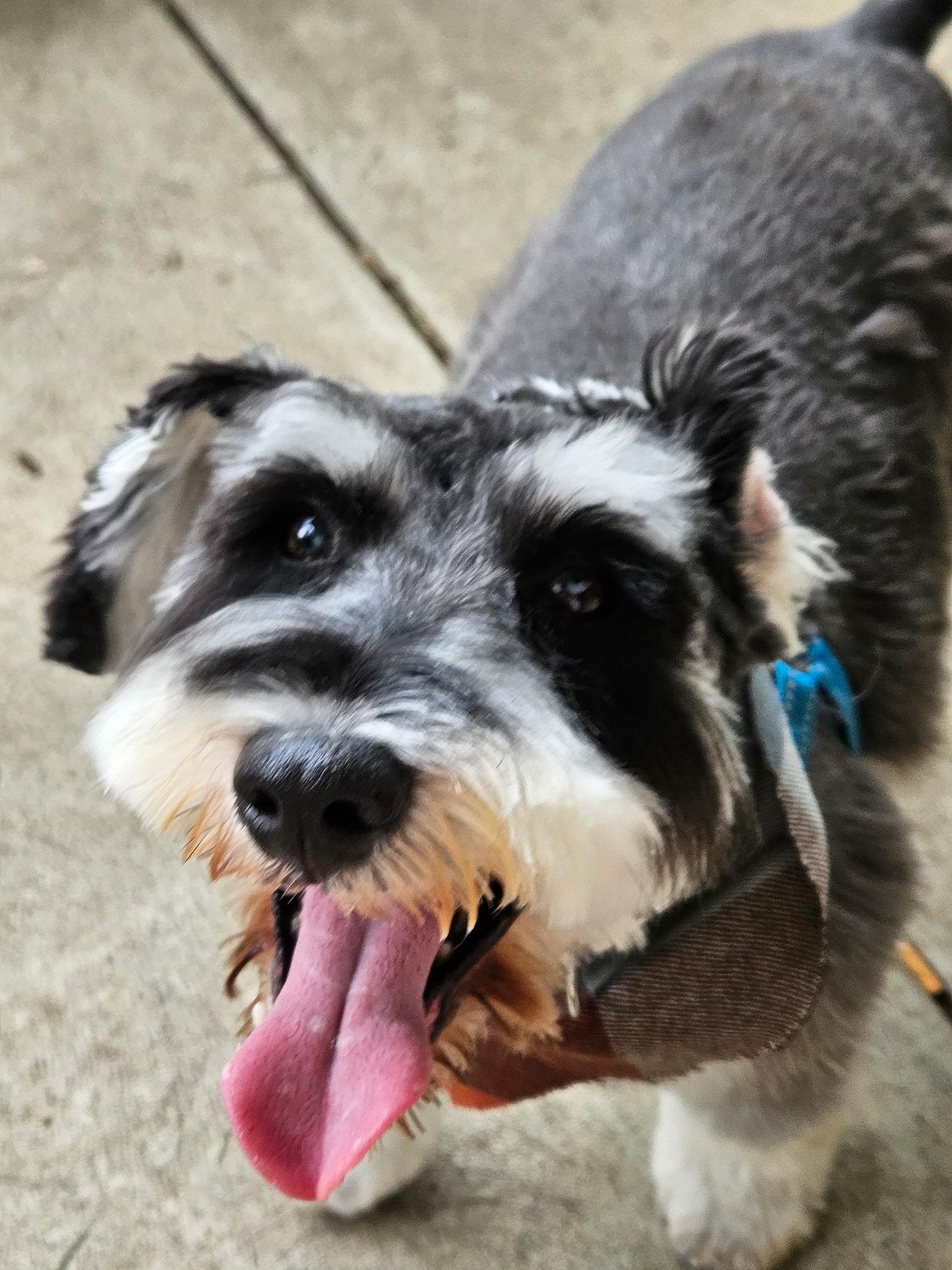 Roscoe, a Adoptable Schnauzer in Maumee, OH image 4/4