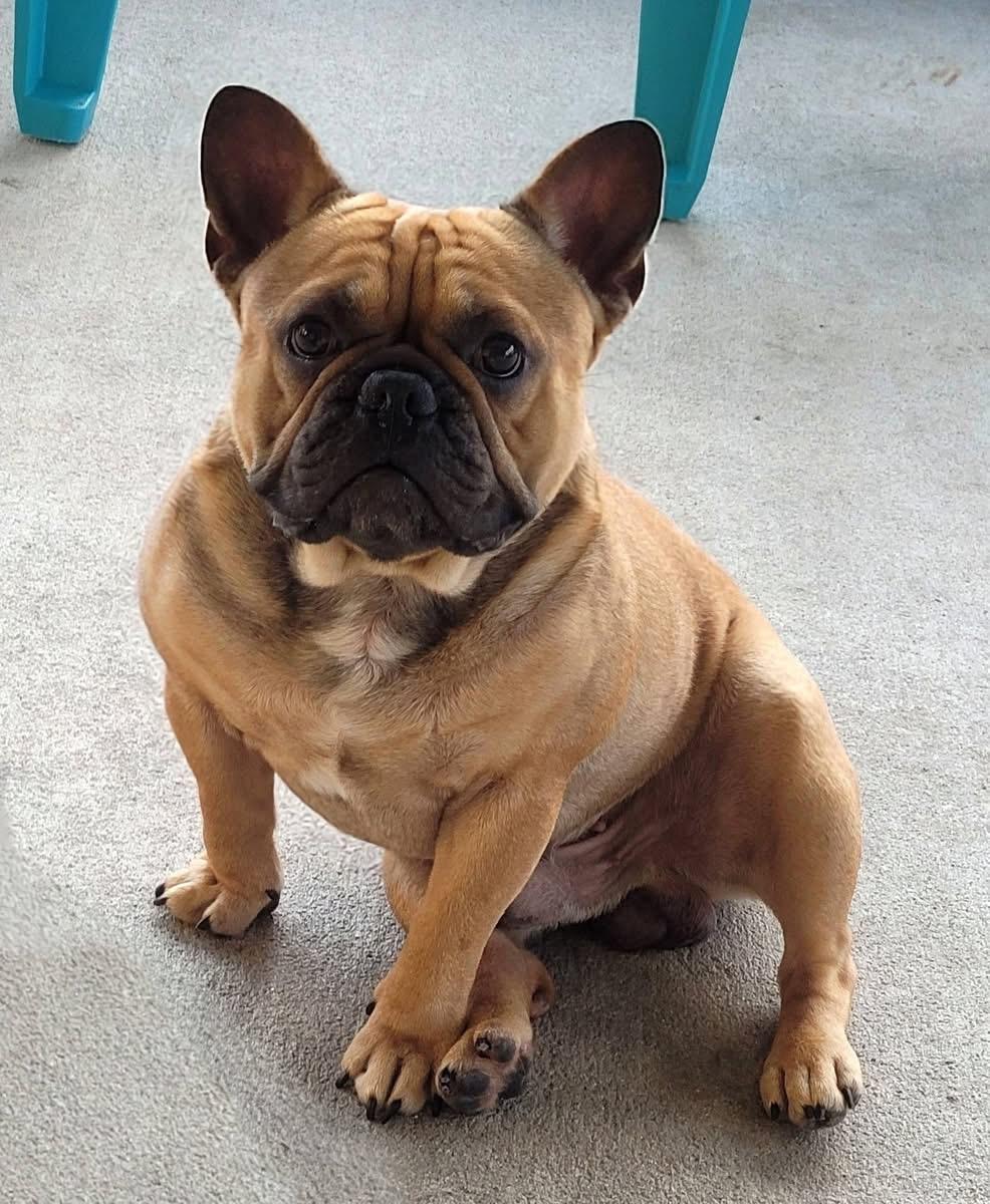 Spanky, a ADOPTABLE French Bulldog in Palm Coast, FL image 1/3