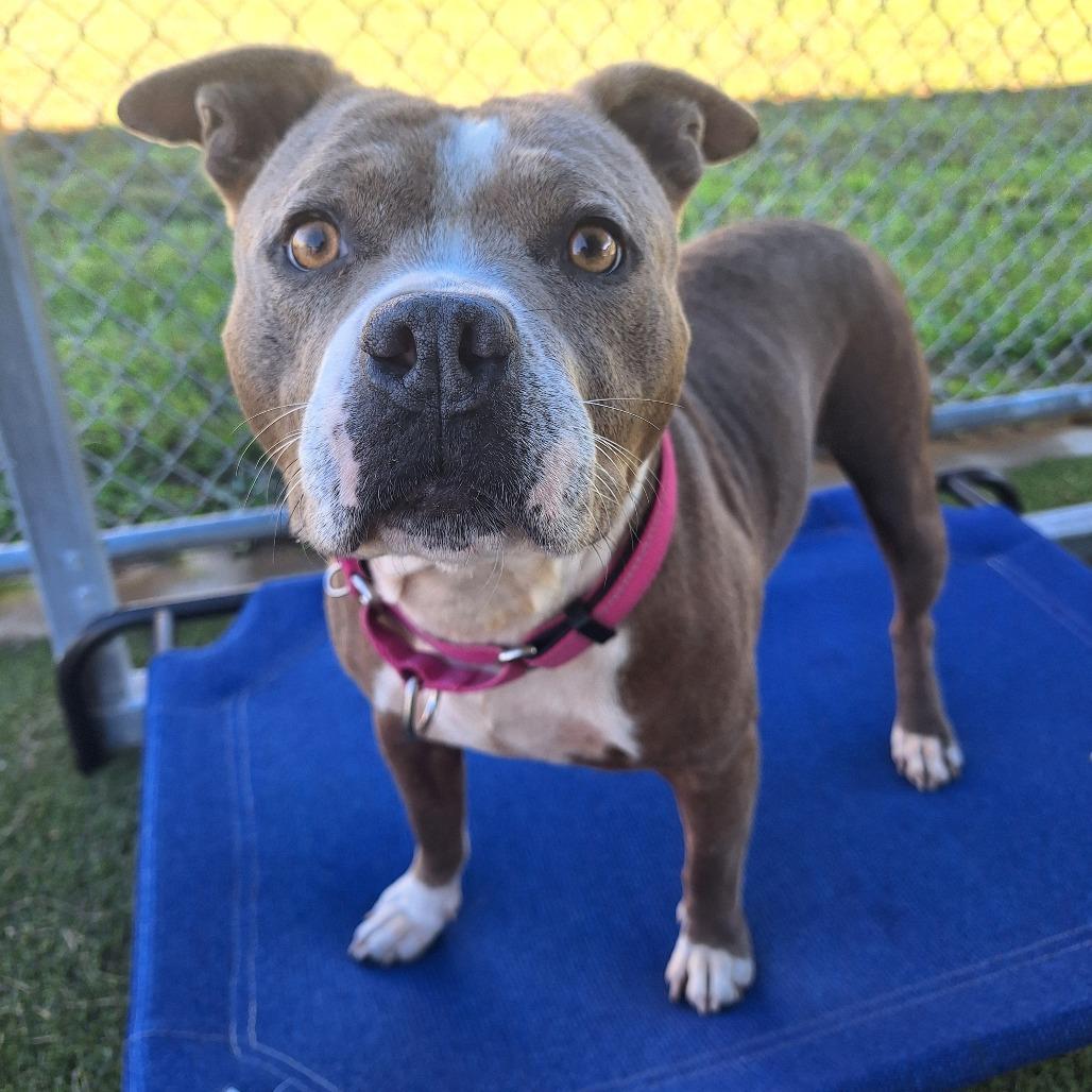 Cauldron, an adoptable Mixed Breed in Cape Girardeau, MO image 1/3