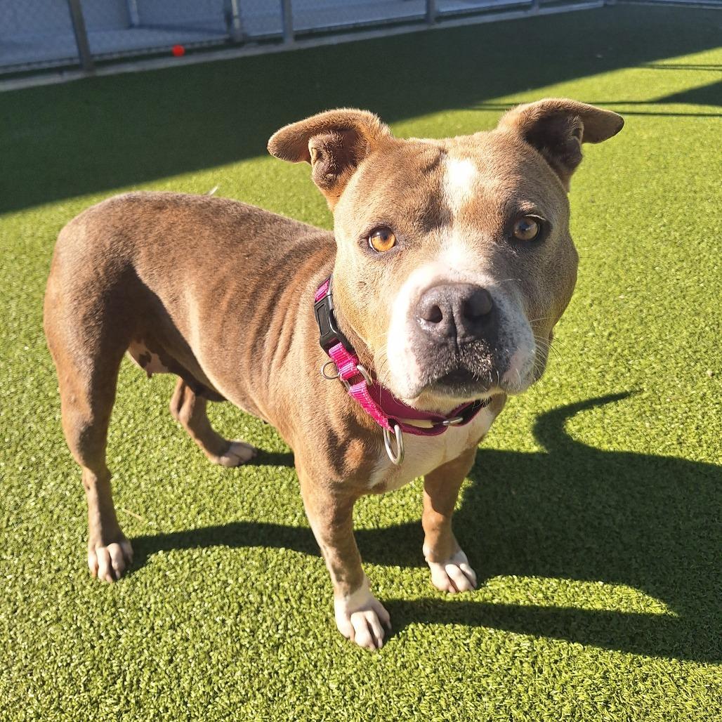 Cauldron, an adoptable Mixed Breed in Cape Girardeau, MO image 2/3