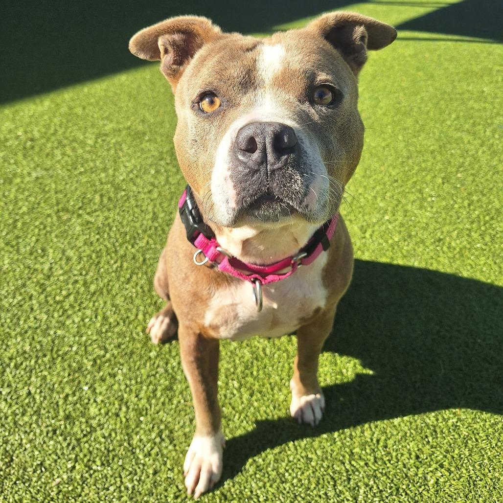 Cauldron, an adoptable Mixed Breed in Cape Girardeau, MO image 3/3