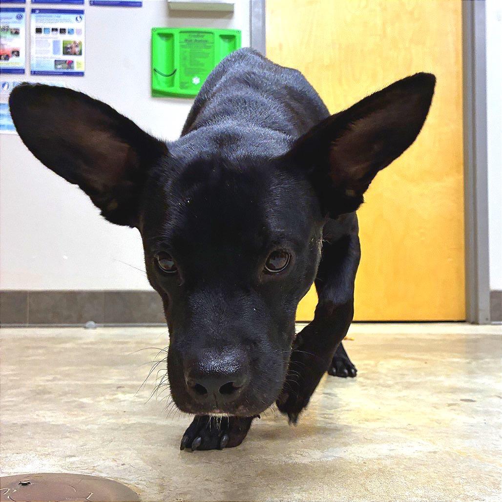 Derpy - 101202U, Adoptable, Young Male Basset Hound & Mixed Breed.