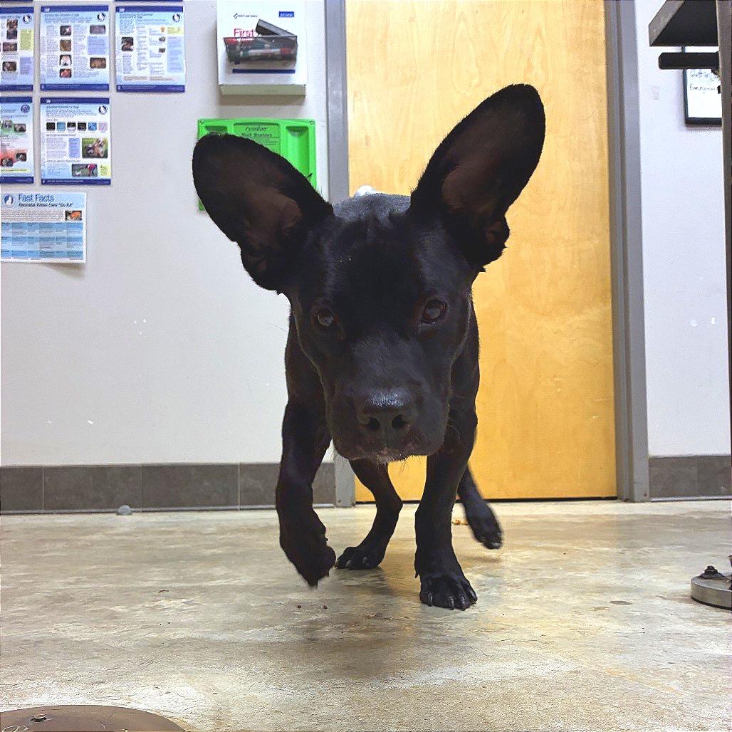 Enlarge Derpy - 101202U, a Adoptable mixed breed in Tupelo, MS image 2/2