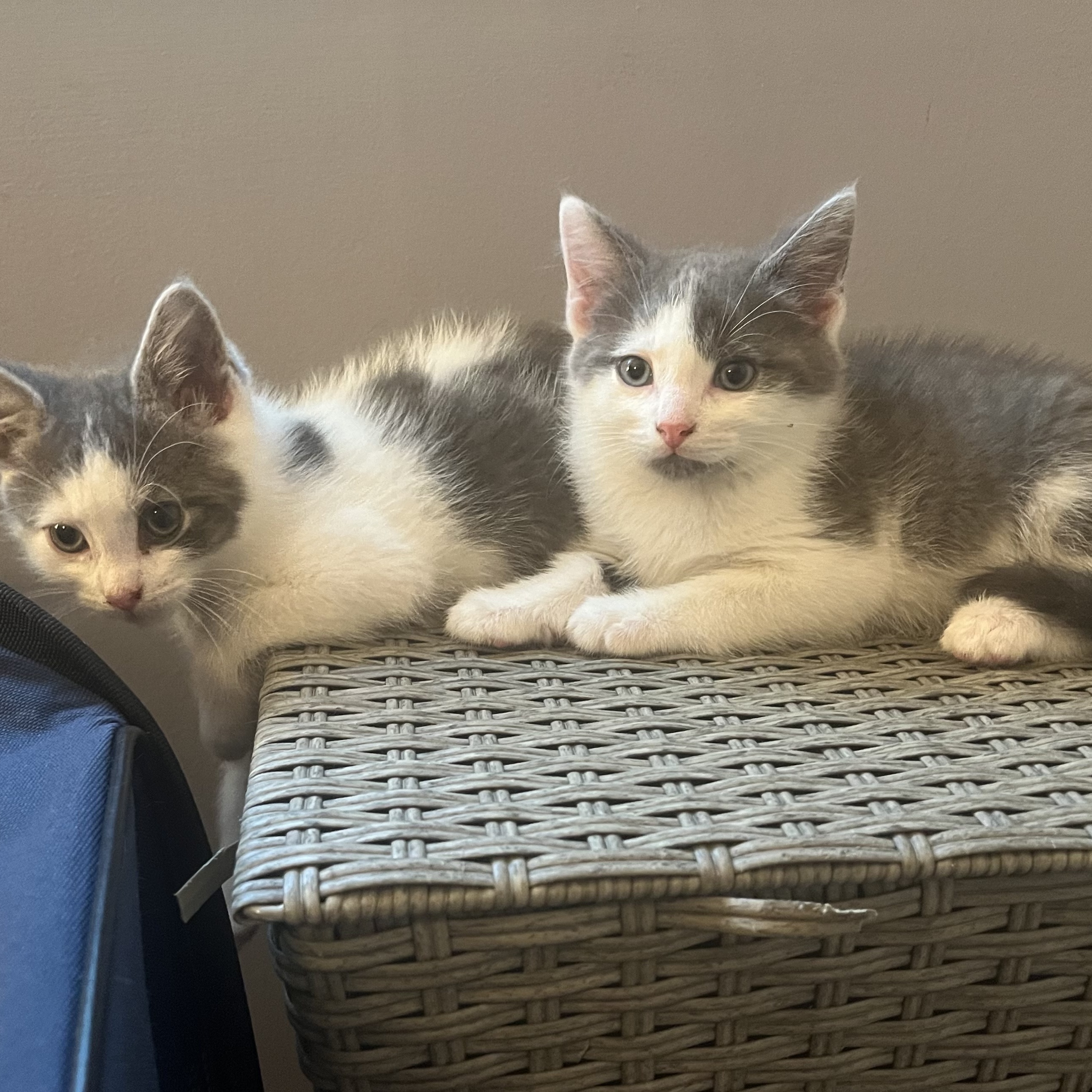 Cat for adoption Alaska, a Domestic Short Hair in Beltsville, MD