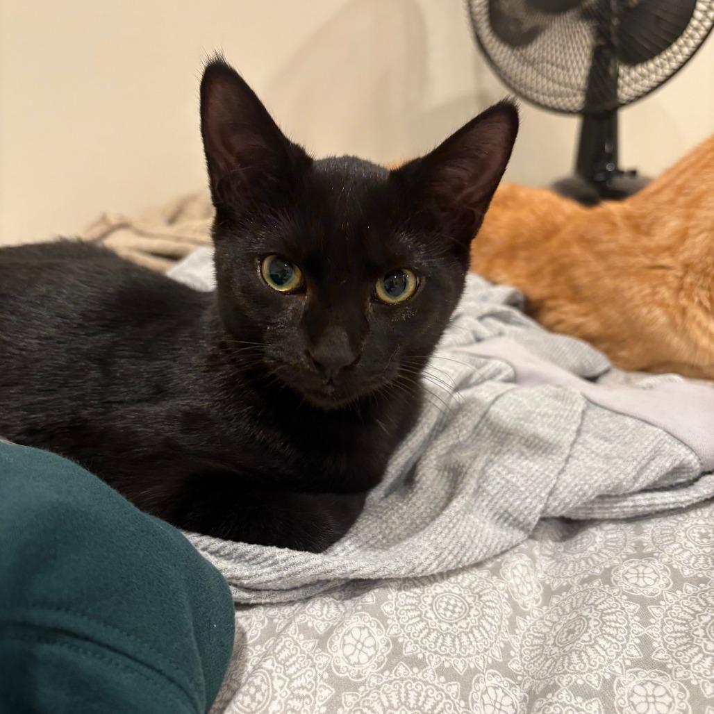 Mayo, Adoptable, Young Female Domestic Short Hair.