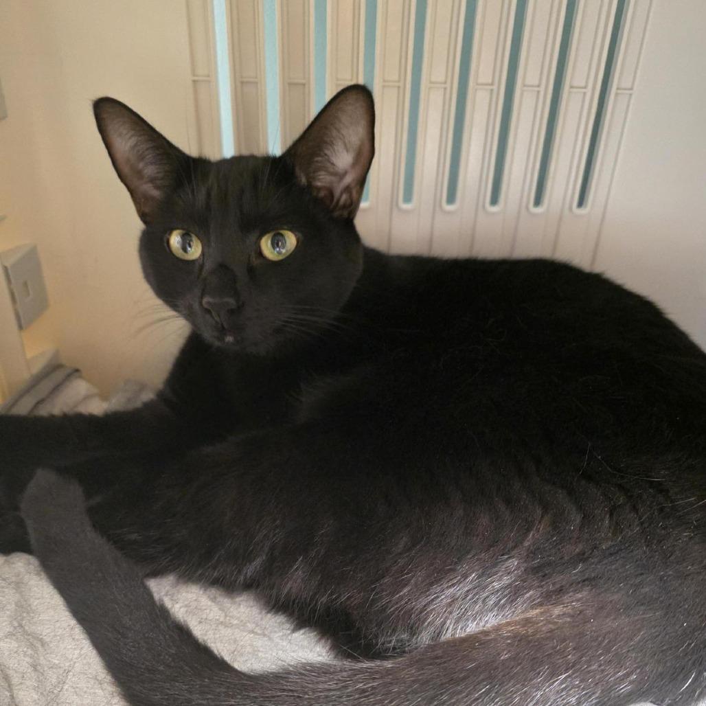 Mayo, a Adoptable Domestic Short Hair in Baltimore, MD image 2/4