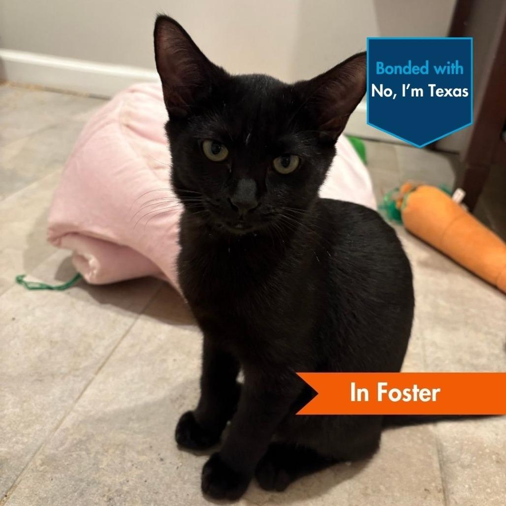 Mayo, a Adoptable Domestic Short Hair in Baltimore, MD image 3/4
