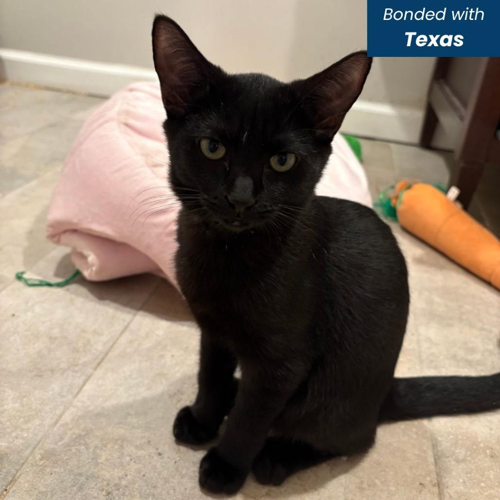 Mayo, a Adoptable Domestic Short Hair in Baltimore, MD image 4/4