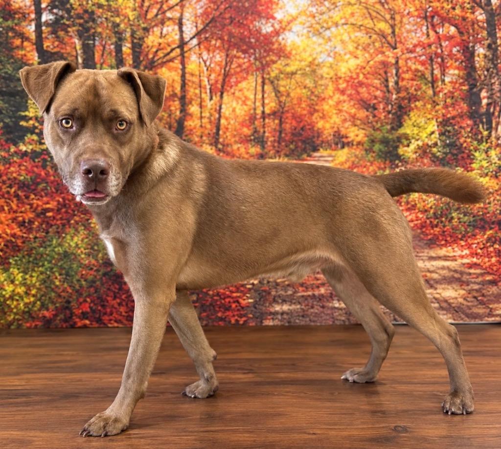 Marland, Adoptable, Young Male Labrador Retriever.