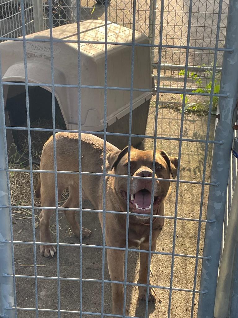 Enlarge Marland, a Adoptable Labrador Retriever in New Manchester, WV image 2/6