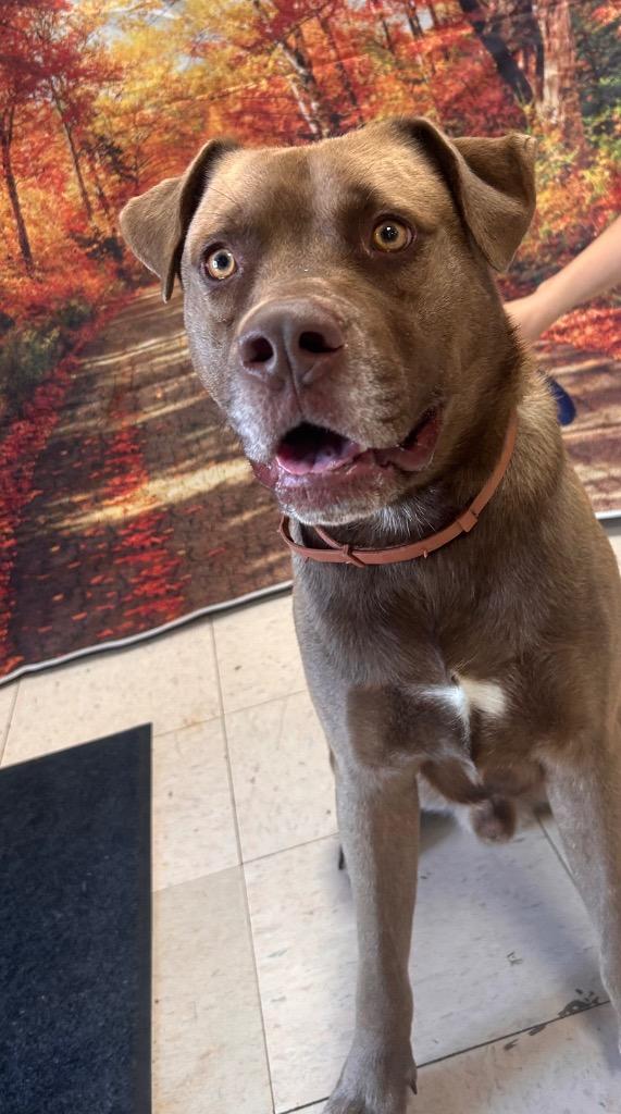 Enlarge Marland, a Adoptable Labrador Retriever in New Manchester, WV image 3/6
