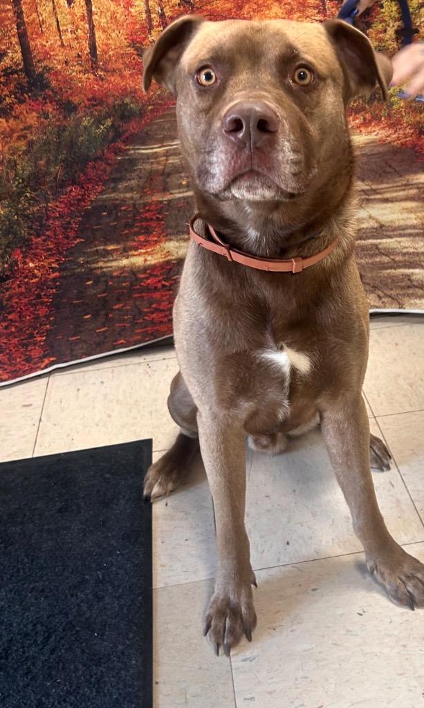 Enlarge Marland, a Adoptable Labrador Retriever in New Manchester, WV image 4/6