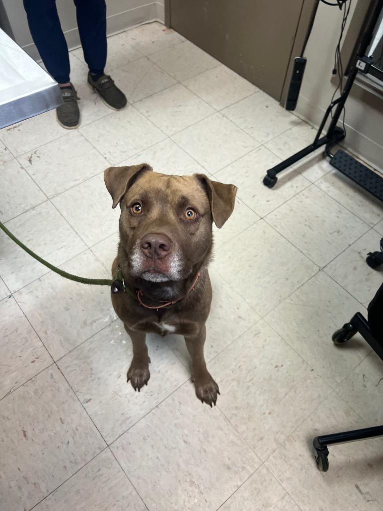 Enlarge Marland, a Adoptable Labrador Retriever in New Manchester, WV image 5/6