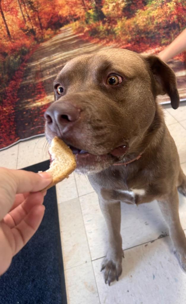 Enlarge Marland, a Adoptable Labrador Retriever in New Manchester, WV image 6/6
