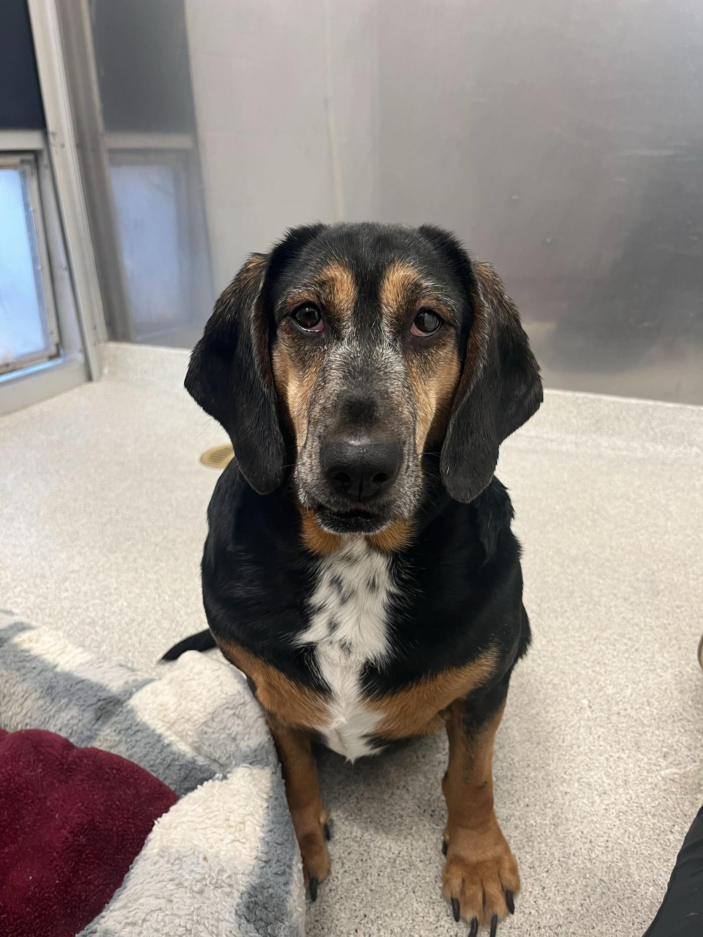 Kettle, Adoptable, Adult Female Hound.