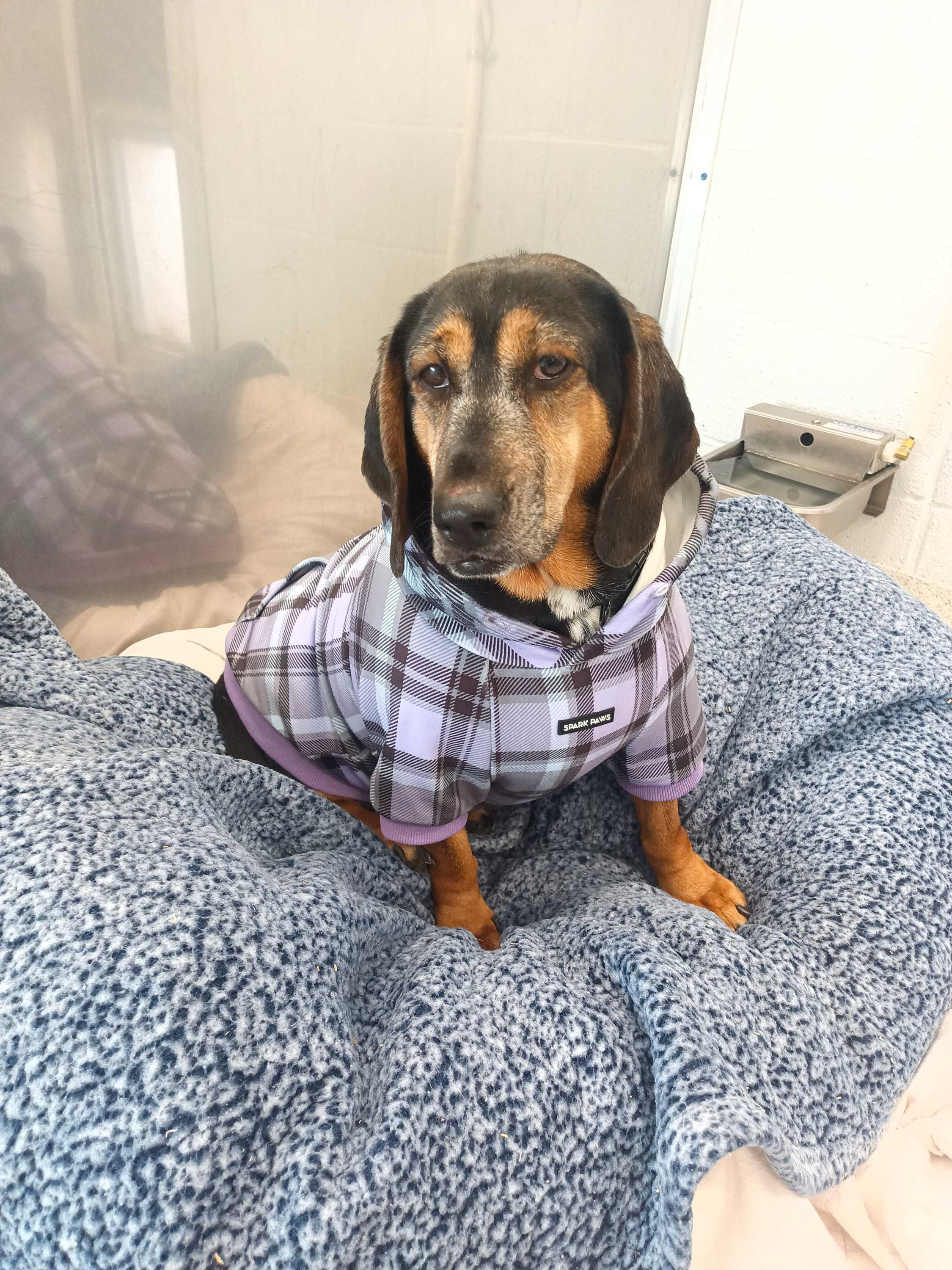 Kettle, a Adoptable Hound in North Haven, CT image 2/3