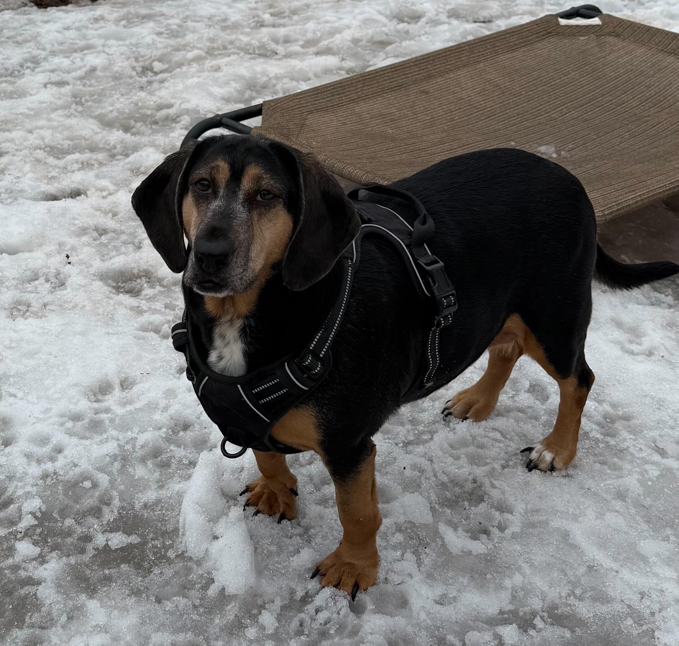 Kettle, a Adoptable Hound in North Haven, CT image 3/3
