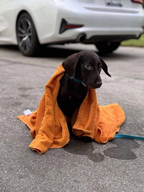 Shugga, Adopted, Puppy Female Pointer & Mixed Breed.