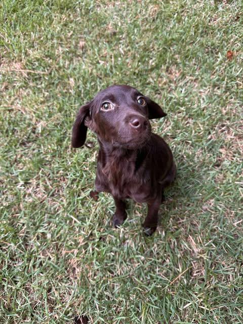 Shugga, a Adopted mixed breed in Wando, SC image 2/4