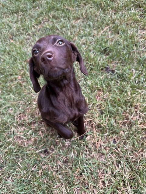 Shugga, a Adopted mixed breed in Wando, SC image 3/4