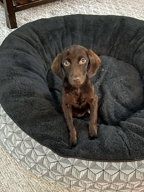 Shugga, a Adopted mixed breed in Wando, SC image 4/4