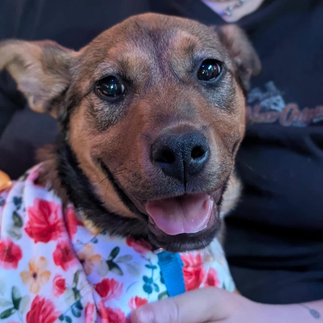Betsie, Adoptable, Puppy Female Black Labrador Retriever & Shepherd.
