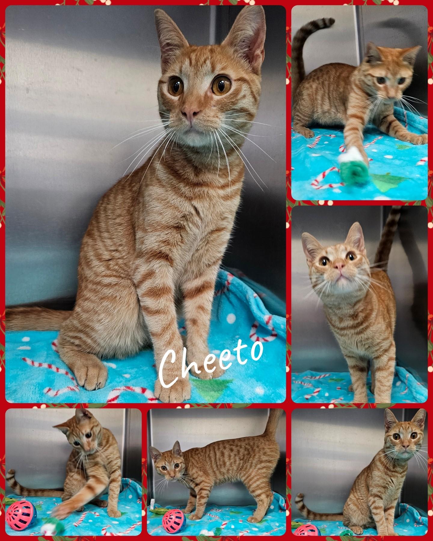 Cheeto, Adoptable, Young Male Domestic Short Hair.