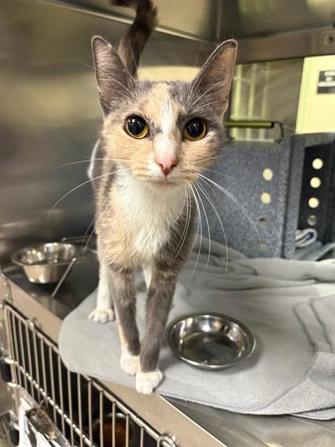SAMUS, Adoptable, Young Female Domestic Short Hair.