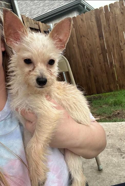 Enlarge Star Adopted, a Adopted Terrier in Cranston, RI image 1/3