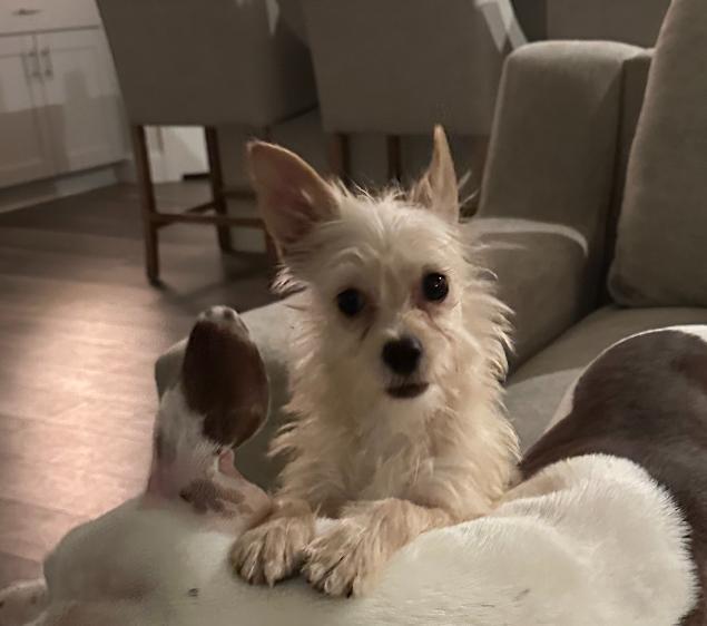 Enlarge Star Adopted, a Adopted Terrier in Cranston, RI image 3/3