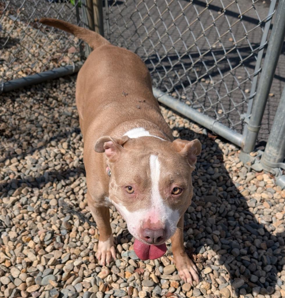 Enlarge Bubbles, a Adoptable Pit Bull Terrier in Fall River, MA image 1/6