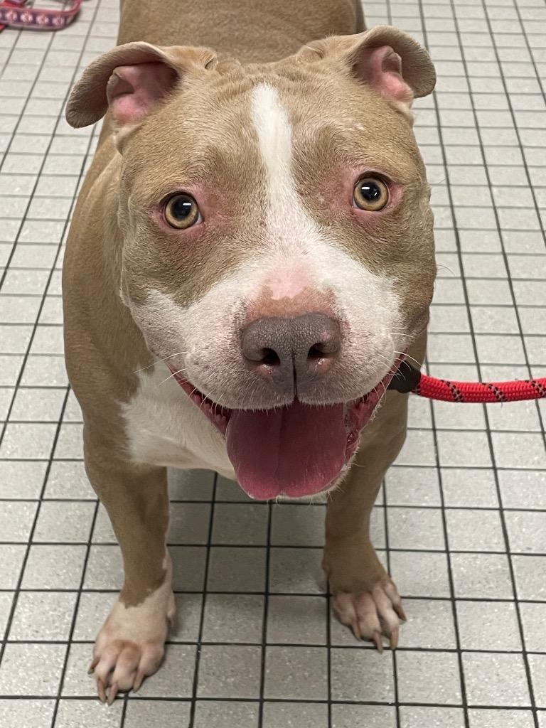 Enlarge Bubbles, a Adoptable Pit Bull Terrier in Fall River, MA image 2/6