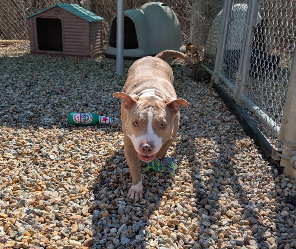 Enlarge Bubbles, a Adoptable Pit Bull Terrier in Fall River, MA image 3/6