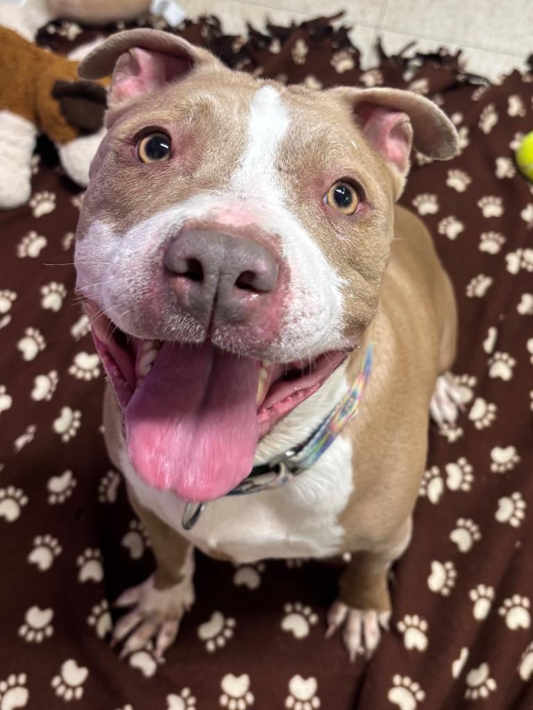Enlarge Bubbles, a Adoptable Pit Bull Terrier in Fall River, MA image 4/6