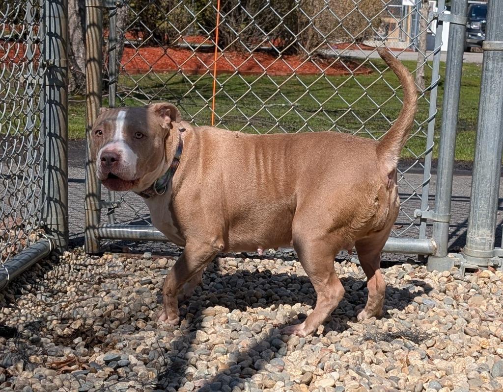 Enlarge Bubbles, a Adoptable Pit Bull Terrier in Fall River, MA image 5/6