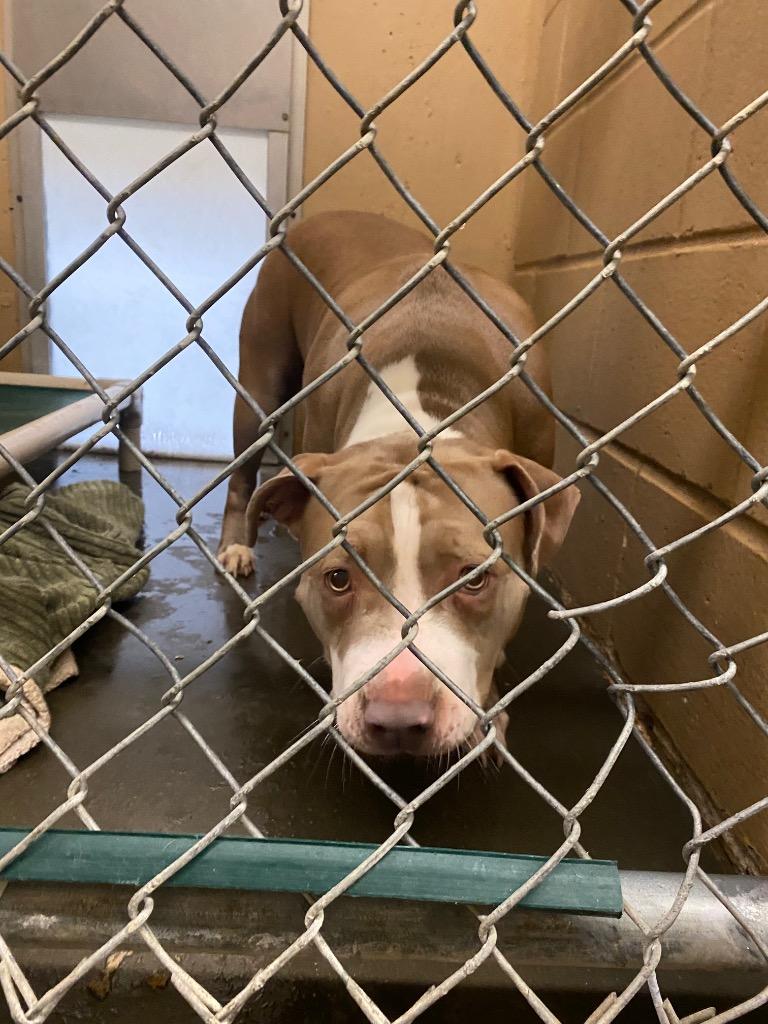Enlarge Bubbles, a Adoptable Pit Bull Terrier in Fall River, MA image 6/6