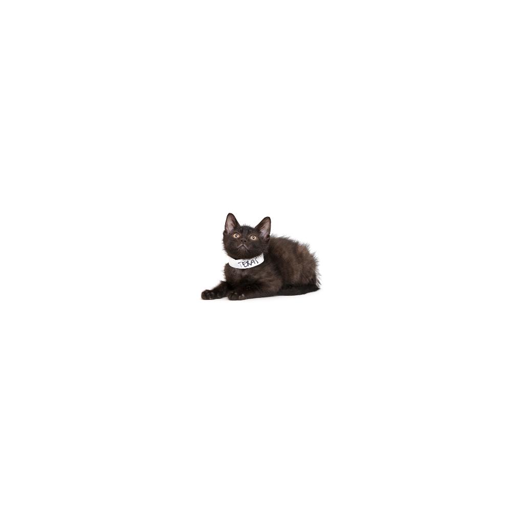 Enlarge Texas, a Adoptable Domestic Short Hair in Playa Vista, CA image 1/1