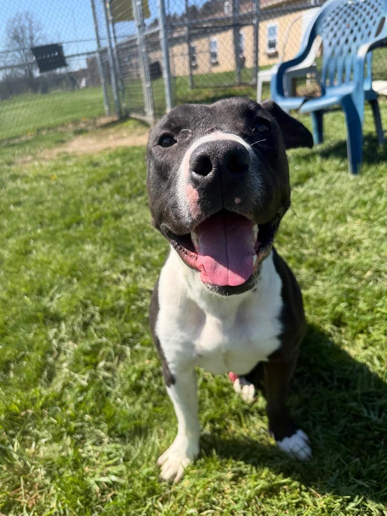 Valor, Adoptable, Young Male Pit Bull Terrier.
