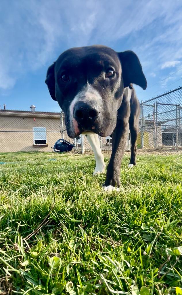 Enlarge Valor, a Adoptable Pit Bull Terrier in New Manchester, WV image 1/6