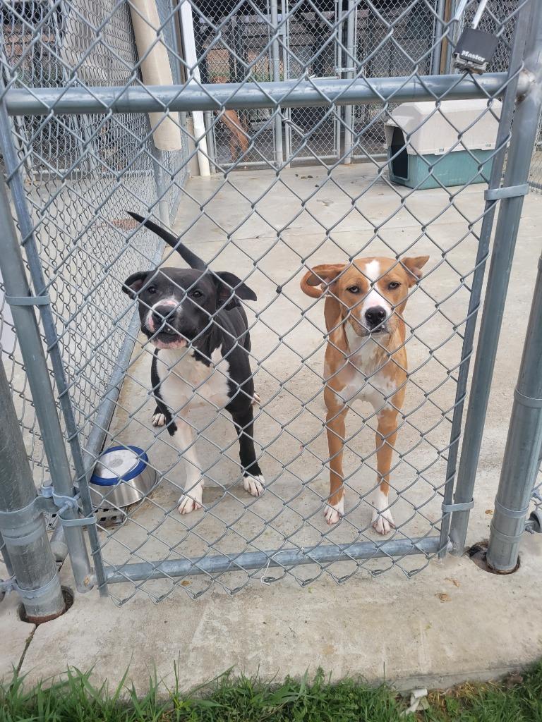 Enlarge Valor, a Adoptable Pit Bull Terrier in New Manchester, WV image 2/6